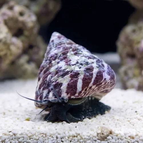 Trochus Snail : Black and White