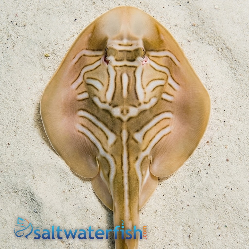 Eastern Fiddler Ray - Australia