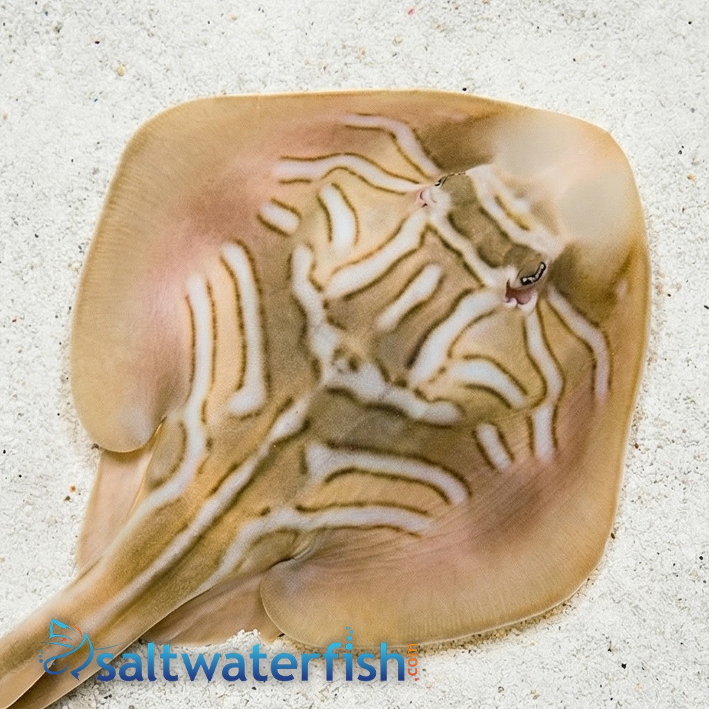Eastern Fiddler Ray - Australia