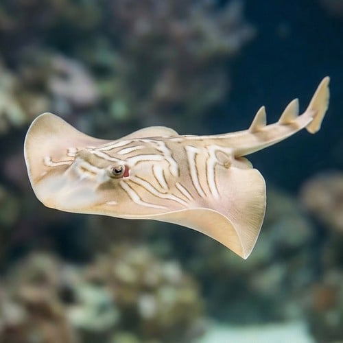Eastern Fiddler Ray - Australia