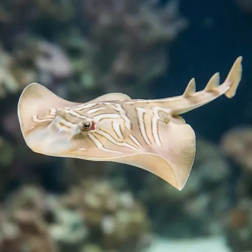 Eastern Fiddler Ray - Australia