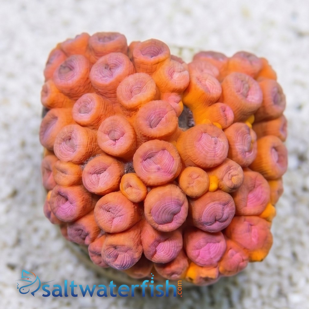Sun Coral Tubastrea: Orange - Aquacultured