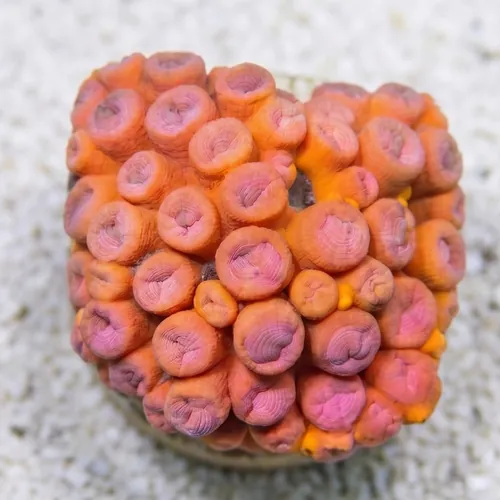 Sun Coral Tubastrea: Orange - Aquacultured