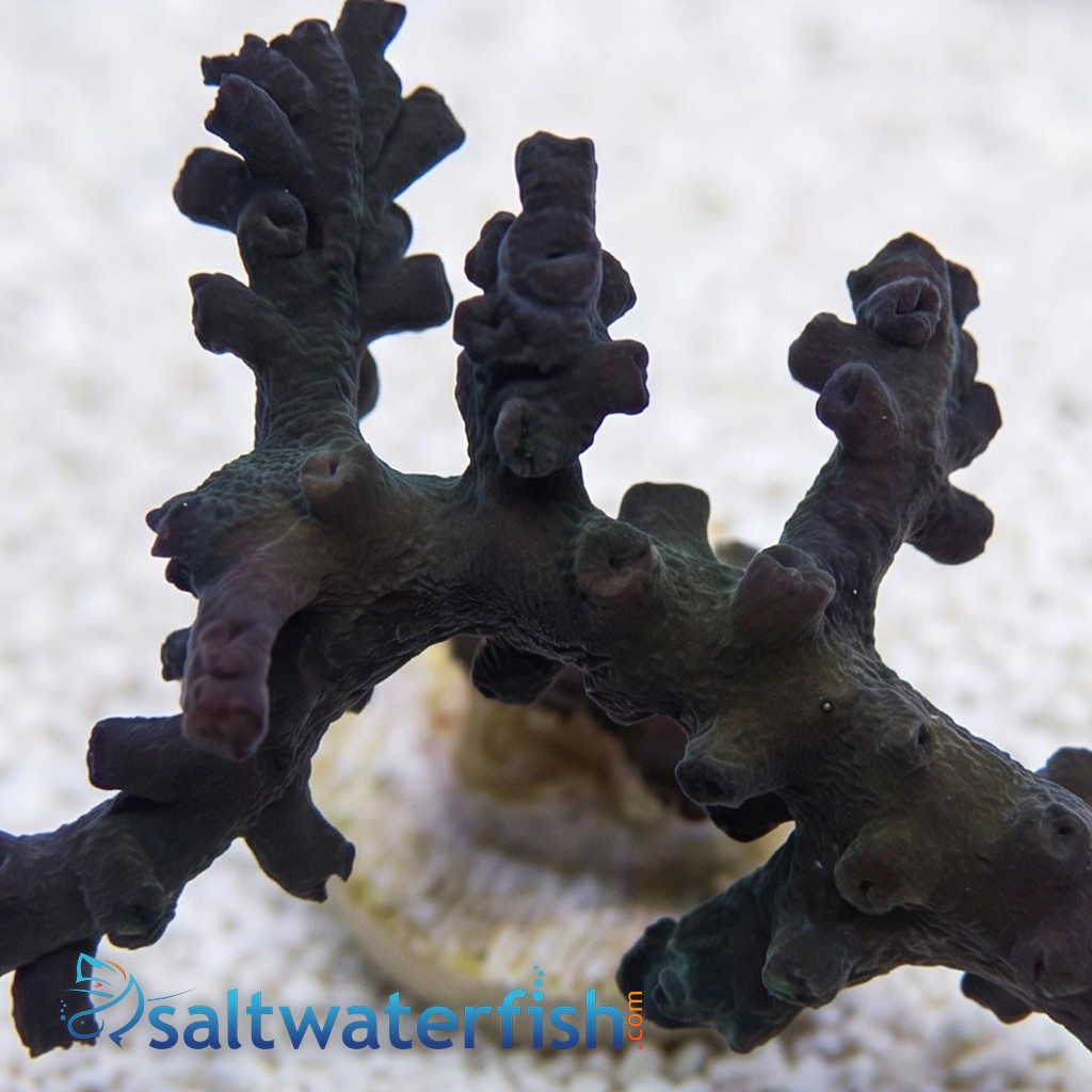 Sun Coral (Tubastrea): Black