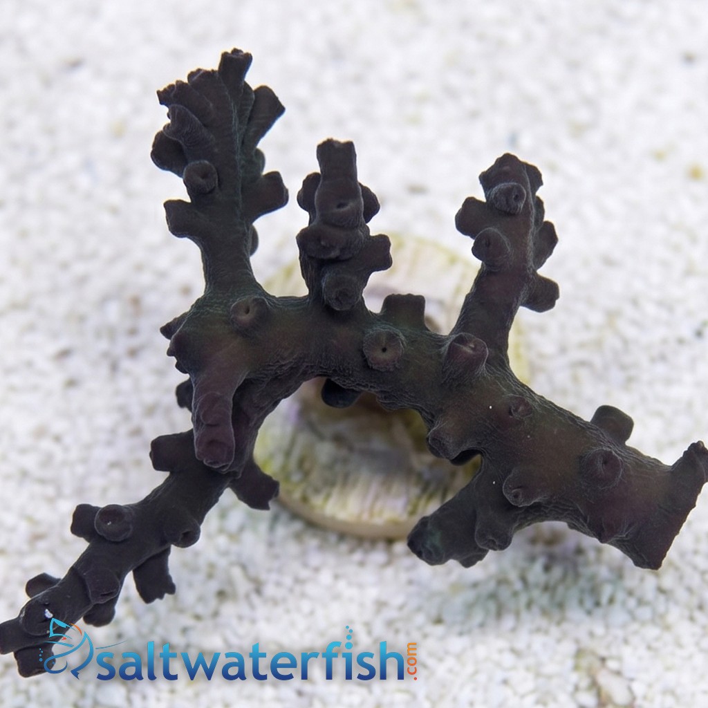 Sun Coral (Tubastrea): Black