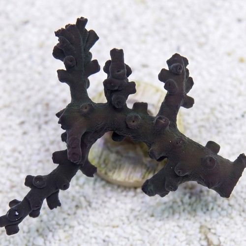 Sun Coral (Tubastrea): Black