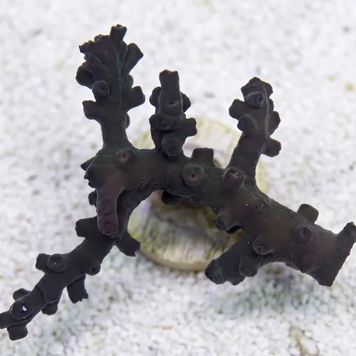 Sun Coral (Tubastrea): Black