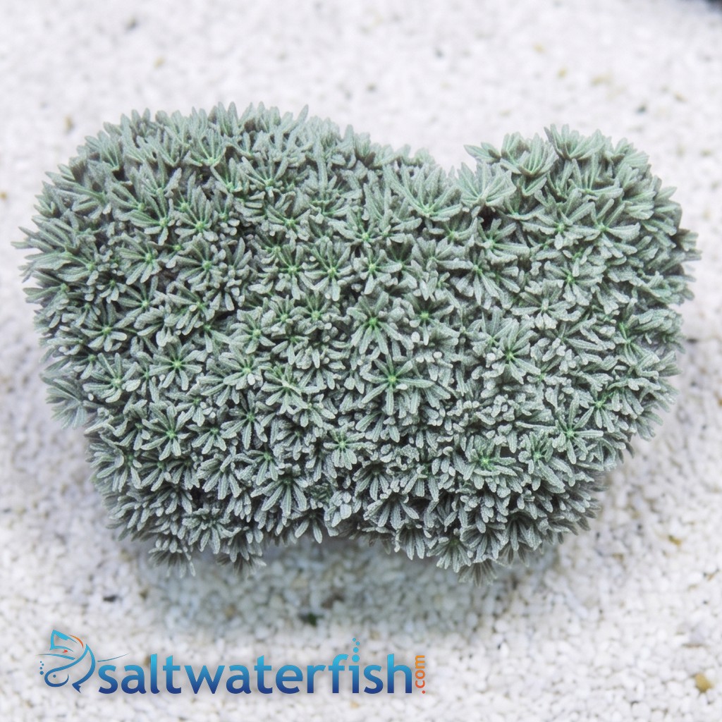 Organ Pipe Coral: Green/Blue
