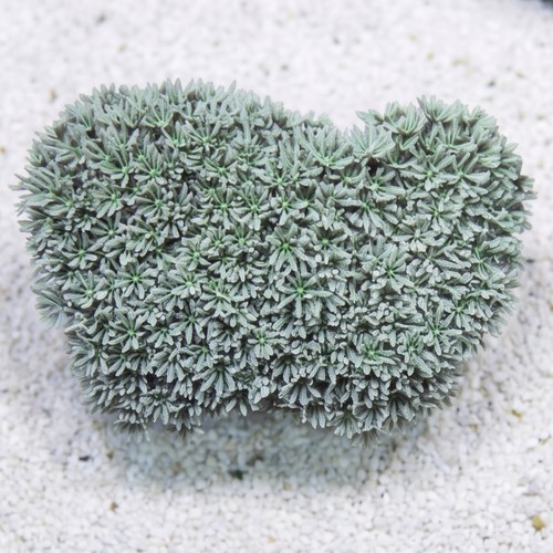 Organ Pipe Coral: Green/Blue