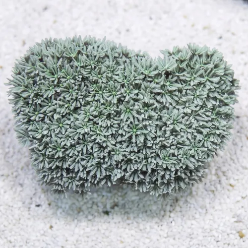 Organ Pipe Coral: Green/Blue