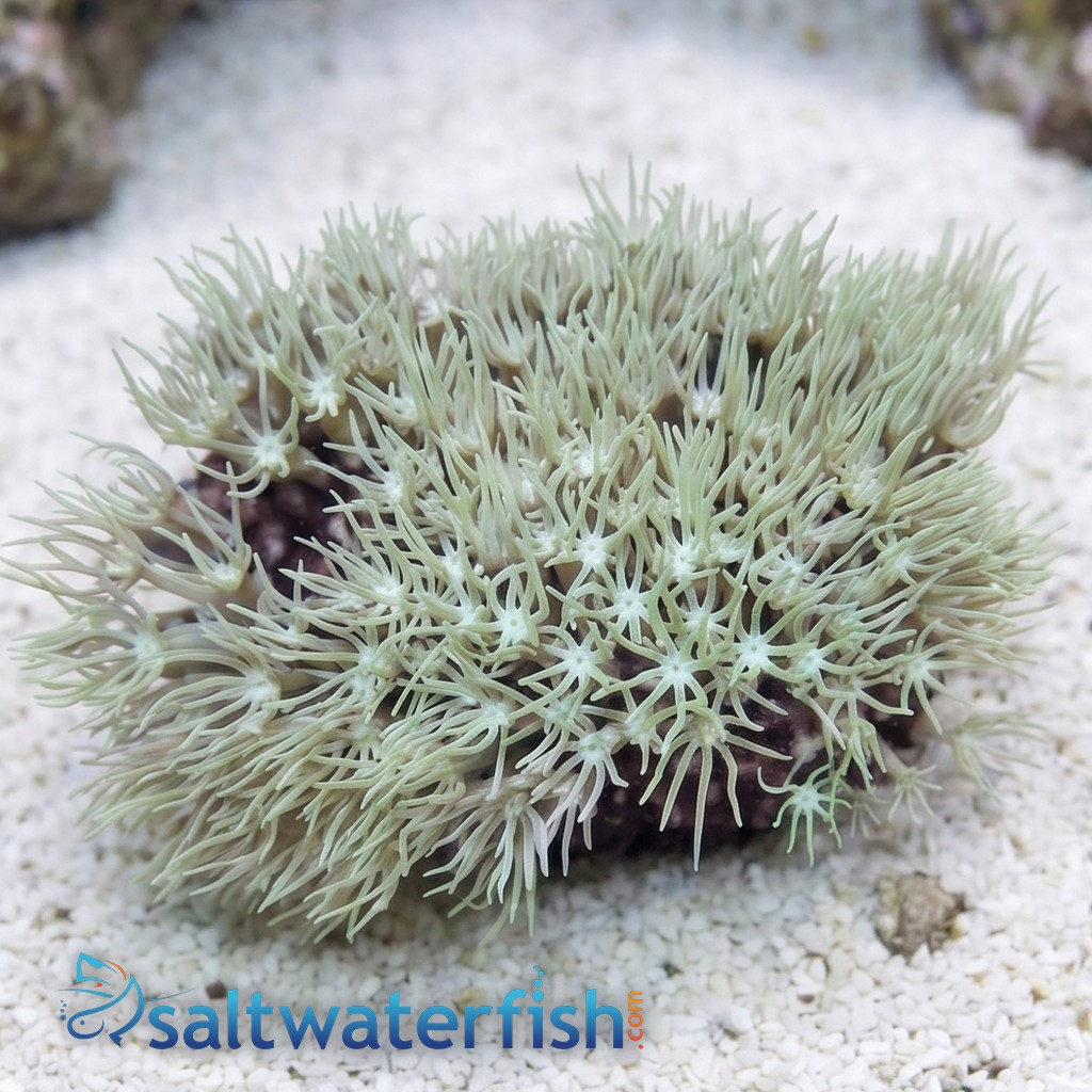 Organ Pipe Coral: Green - Aquacultured