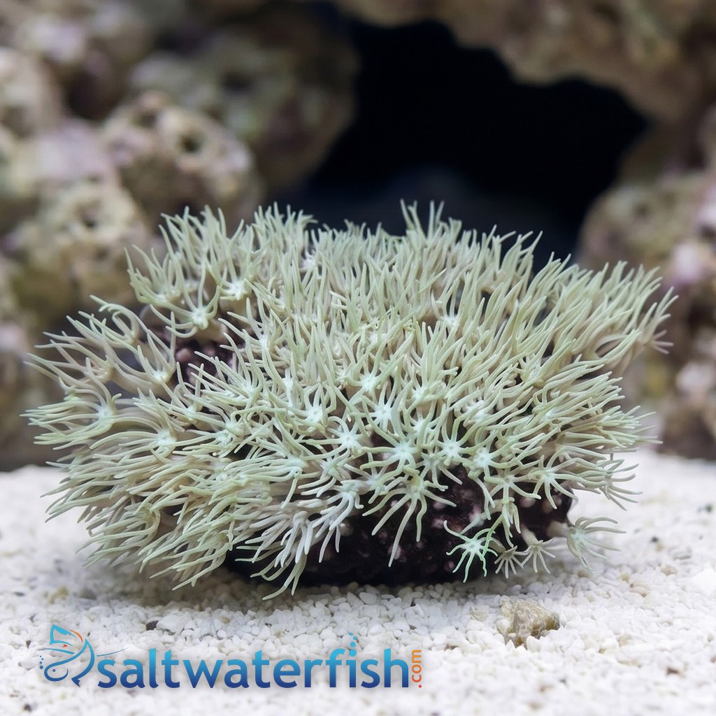 Organ Pipe Coral: Green - Aquacultured