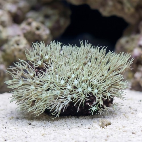 Organ Pipe Coral: Green/Blue