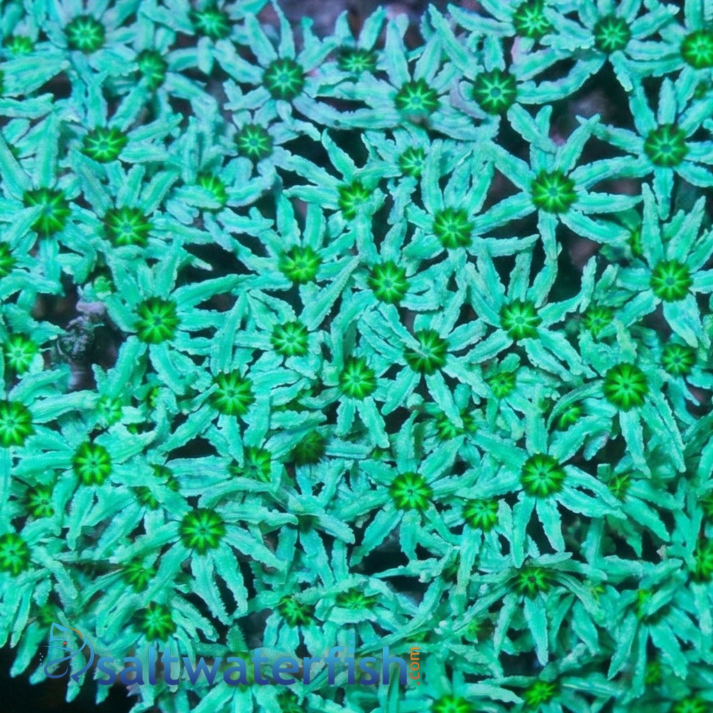 Organ Pipe Coral: Green - Fiji