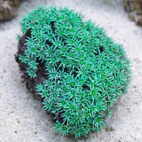 Organ Pipe Coral: Green - Fiji