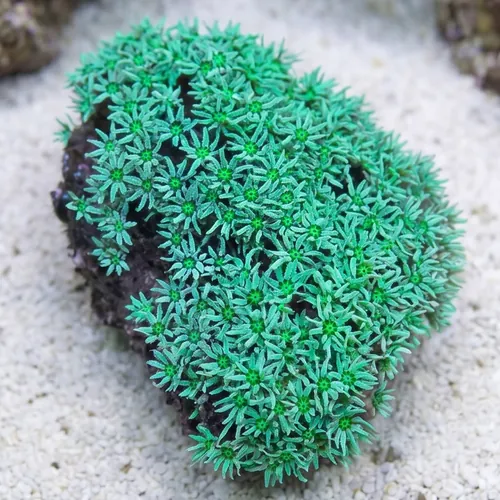 Organ Pipe Coral: Green - Fiji