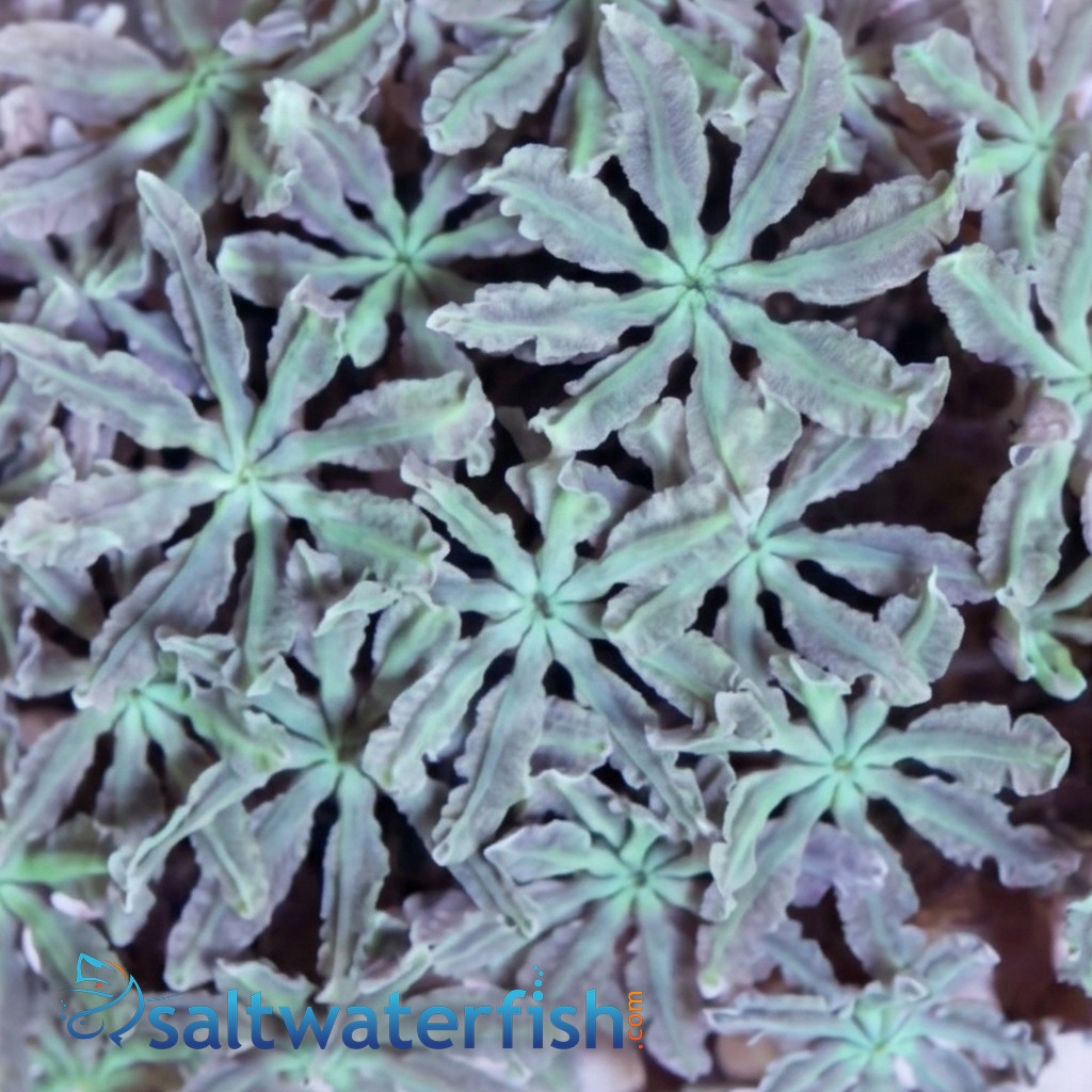 Organ Pipe Coral: Green - Central Pacific