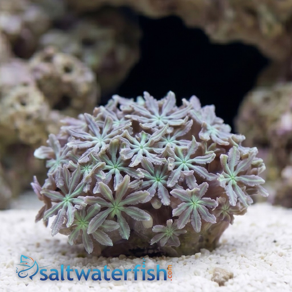 Organ Pipe Coral: Green - Central Pacific