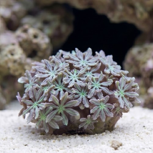 Organ Pipe Coral: Green - Central Pacific