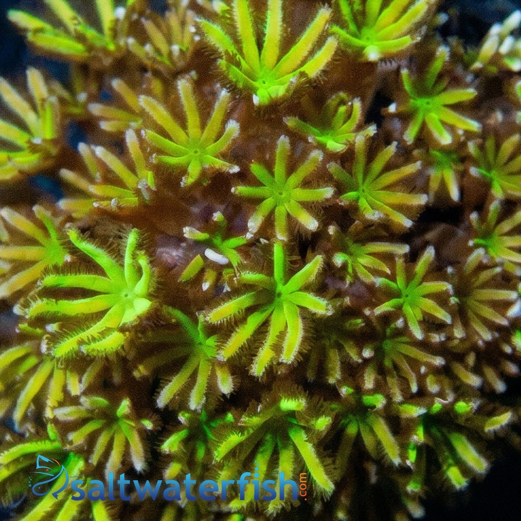 Organ Pipe Coral : Shaggy Green - Aquacultured