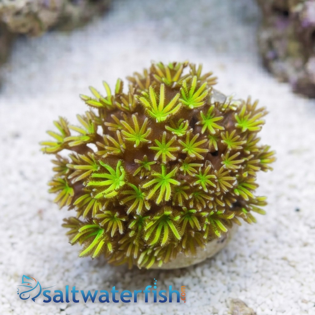 Organ Pipe Coral : Shaggy Green - Aquacultured