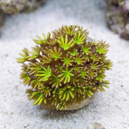 Organ Pipe Coral : Shaggy Green - Aquacultured