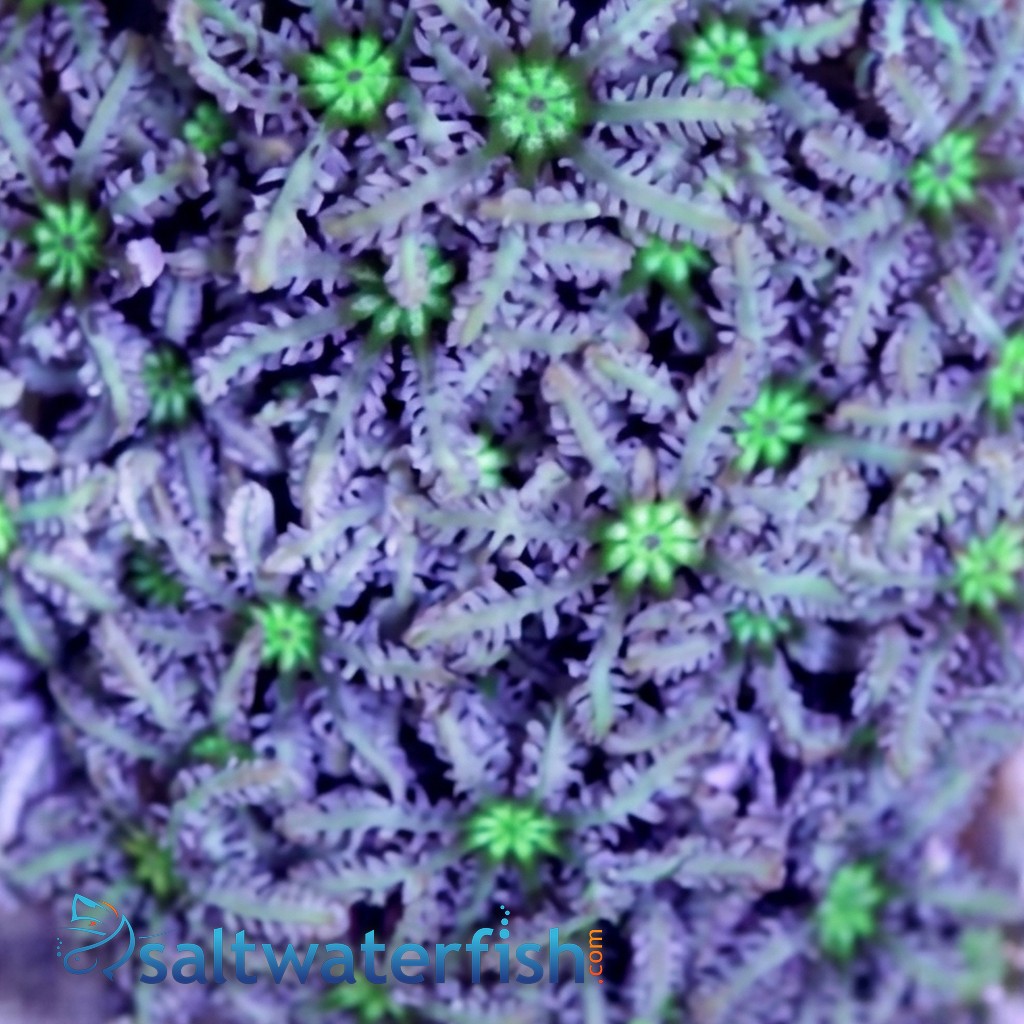 Organ Pipe Coral