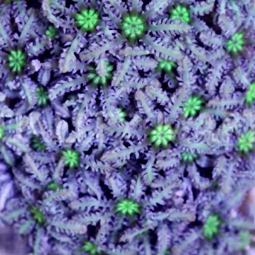 Organ Pipe Coral