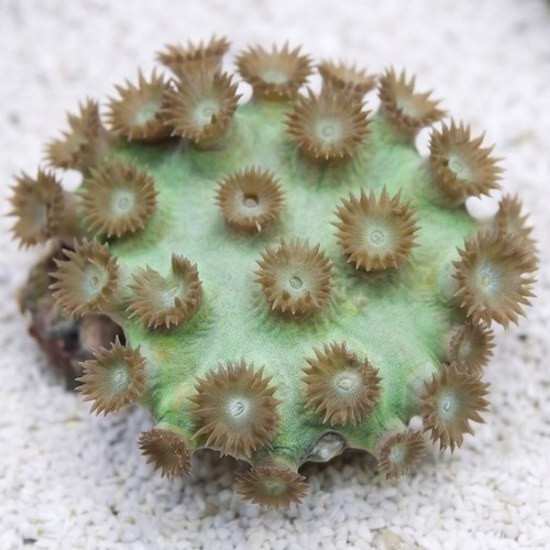 Pagoda Cup Coral