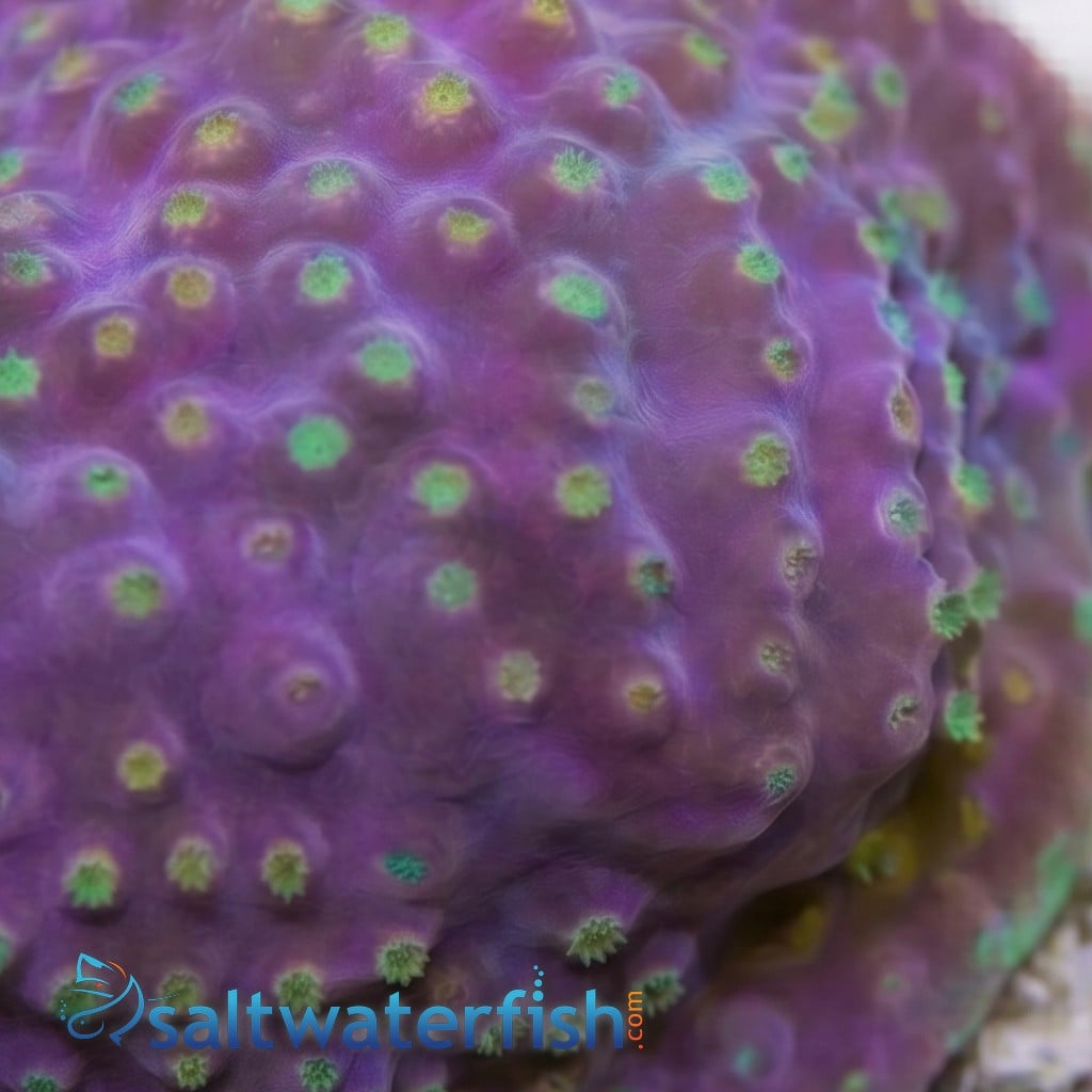 Cup Coral: Small Polyp Green - Aquacultured