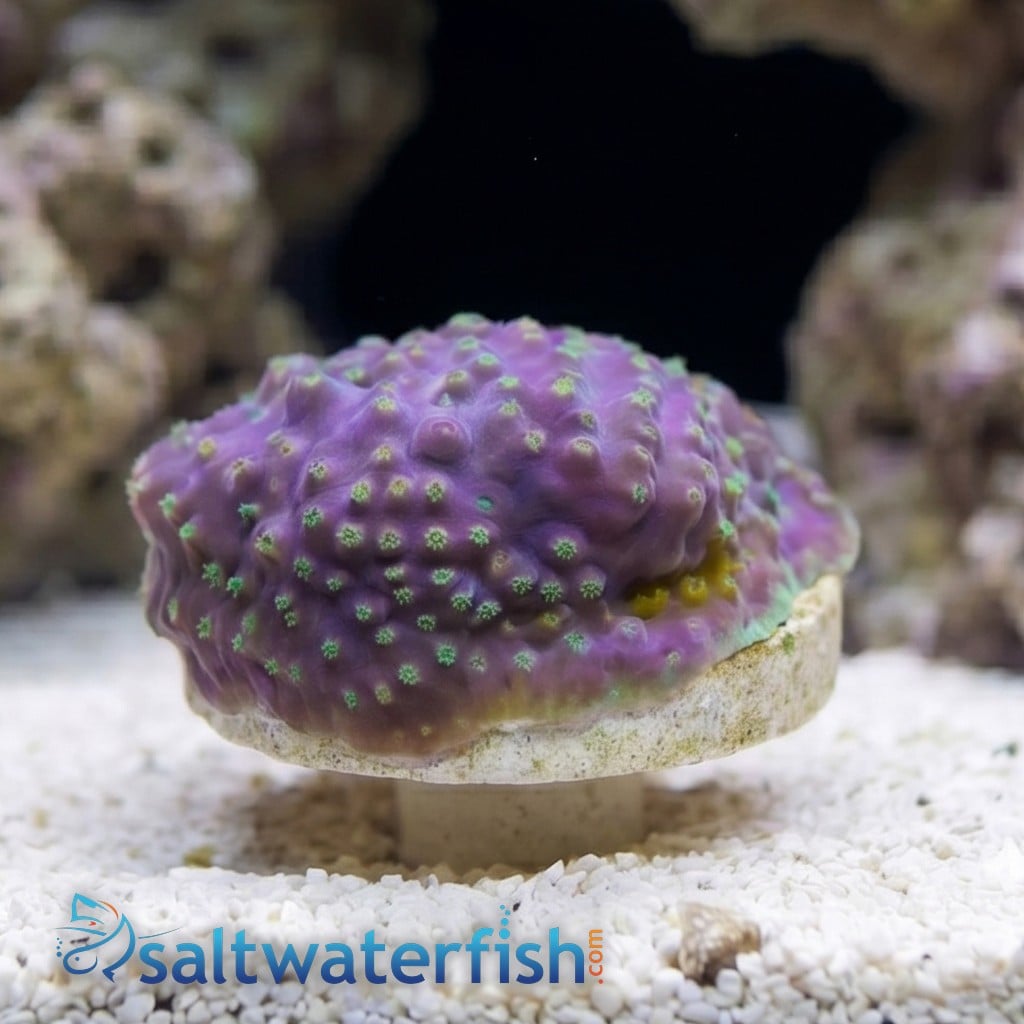 Cup Coral: Small Polyp Green - Aquacultured