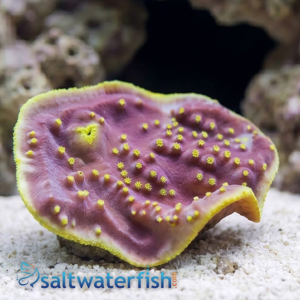 Cup Coral: Small Polyp Green - Aquacultured