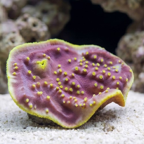Cup Coral: Small Polyp Yellow - Aquacultured