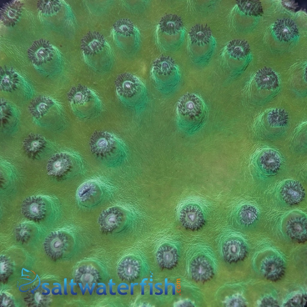 Green Cup Coral: Large Polyp