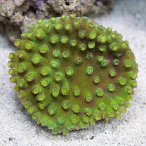 Green Cup Coral: Large Polyp
