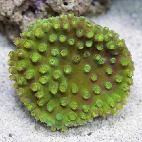 Green Cup Coral: Large Polyp