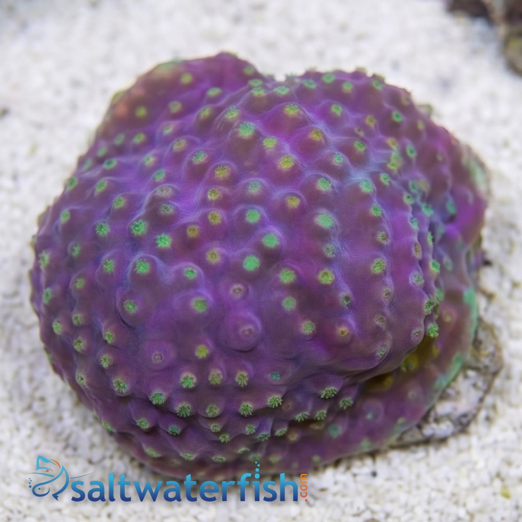 Large Polyp Cup Coral: Yellow