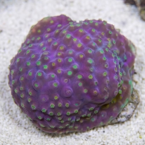 Large Polyp Cup Coral: Yellow
