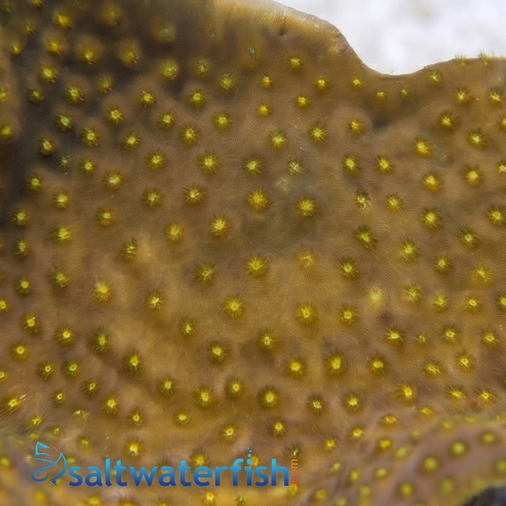 Ruffled Cup Coral: Green - Australia