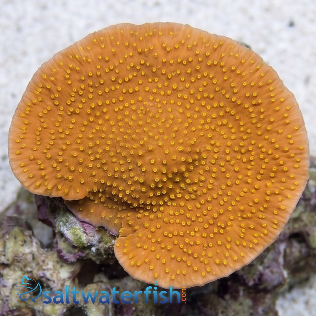Ruffled Cup Coral: Green - Australia