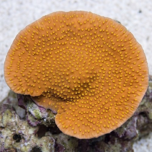 Ruffled Cup Coral: Green - Australia