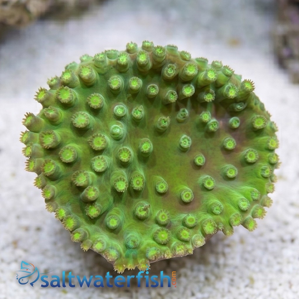 Cup Coral: Large Polyp - Aquacultured