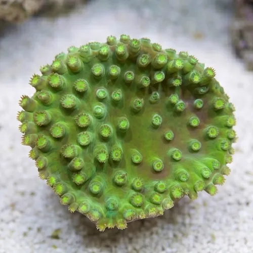 Cup Coral: Large Polyp - Aquacultured