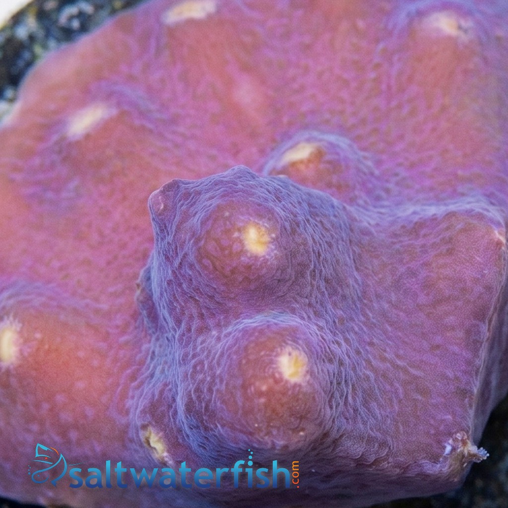 Cup Coral: LA Laker - Aquacultured