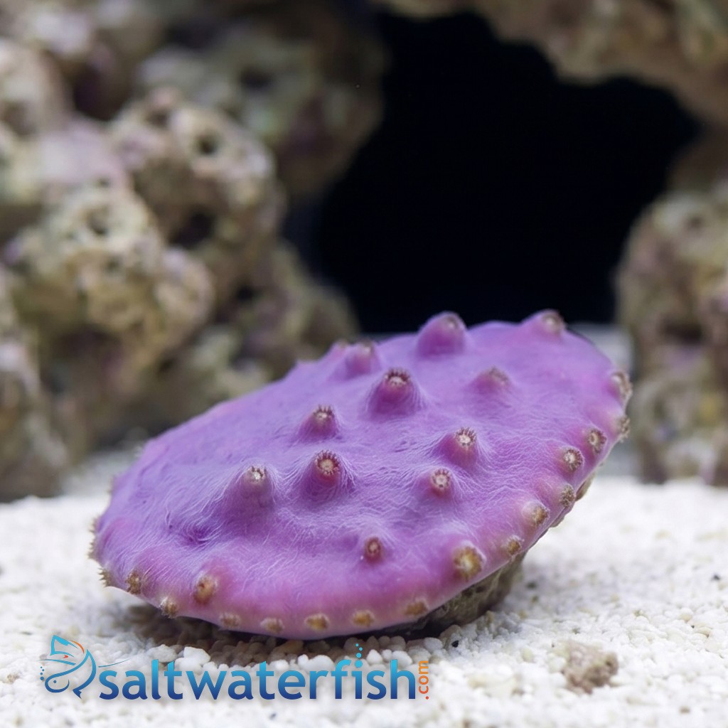 Cup Coral: LA Laker - Aquacultured