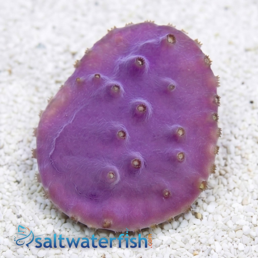 Cup Coral: LA Laker - Aquacultured