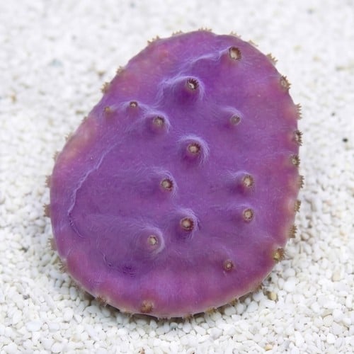 Cup Coral: LA Laker - Aquacultured