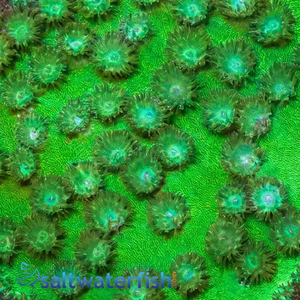 Green Cup Coral: Large Polyp - Australia