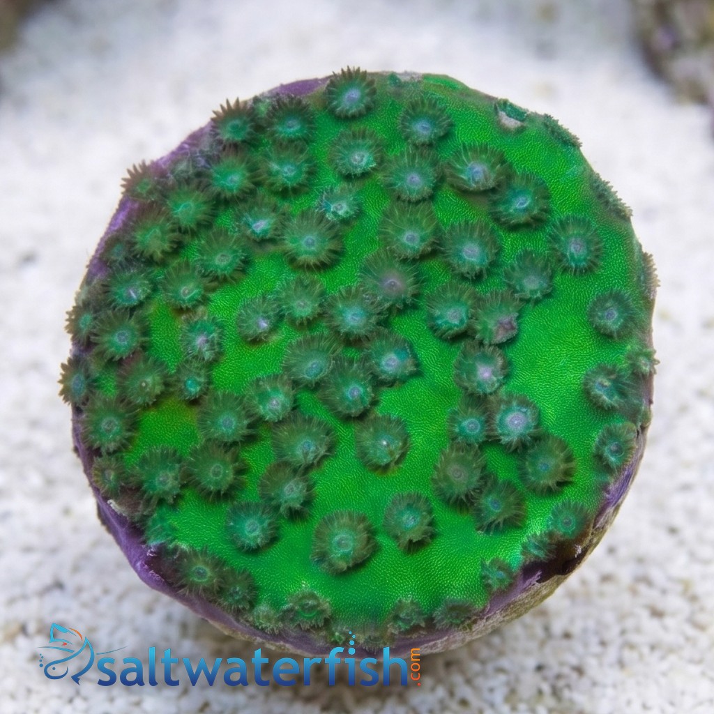 Green Cup Coral: Large Polyp - Australia