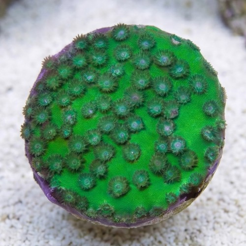 Green Cup Coral: Large Polyp - Australia
